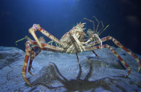 japanese spider crab lifespan